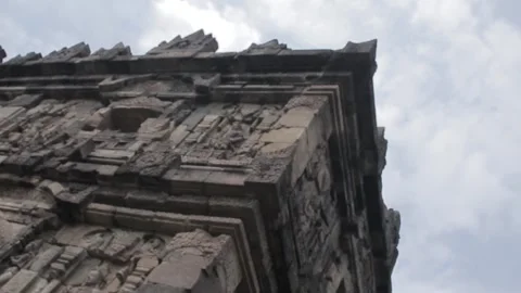 The view of the frog shows the elegance 動画素材 244450431