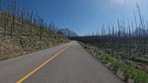 View from the front of a vehicle while driving along a park road through a burnt Stock Footage 323538956