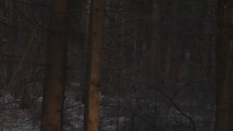 View the frosty darkness of the forest tree tops and the sun Stock Footage 108394022