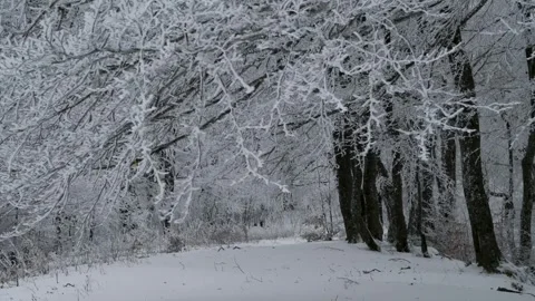 View of frozen trees in the forest. Video stock 265226257