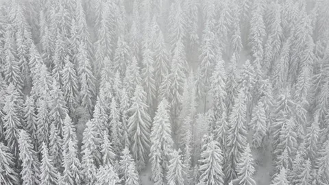 View of frozen trees in the forest. Mountain landscape on a winter day. Stock Footage 273365535