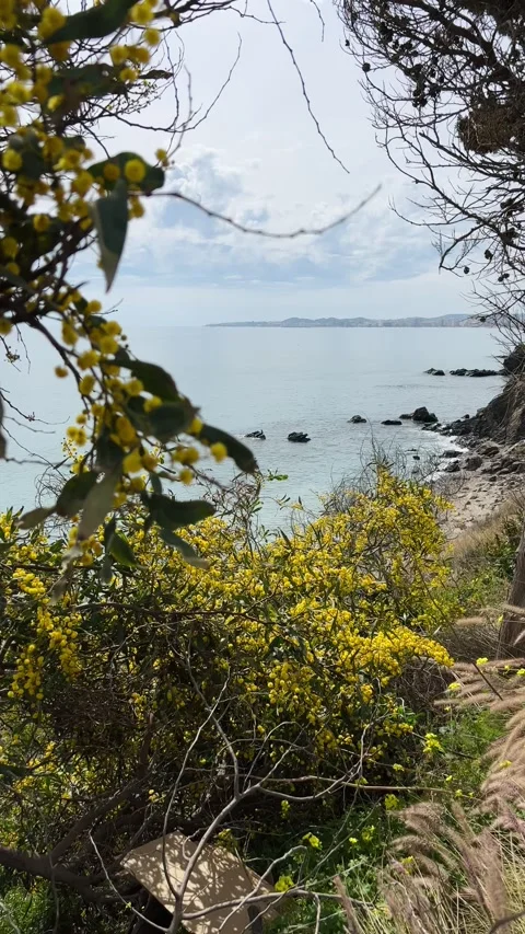 View of Fuengirola coast through blossoming mimosa, Malaga, Spain. Vertical Stock Footage 240922026
