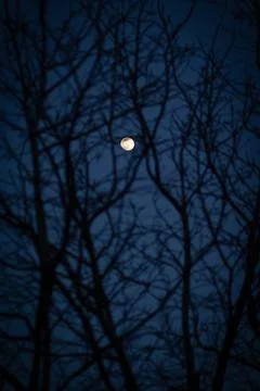 View of the full moon through the branches Stock Photos
