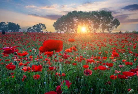 A view full of red poppies in a riverside field. and red poppies in the mor.. Foto stock