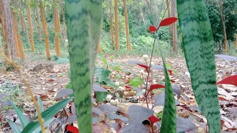 View full of teak trees with wild flower grass Stock Footage 312625739