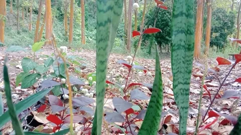 View full of teak trees with wild flower grass Stock Footage 312625834