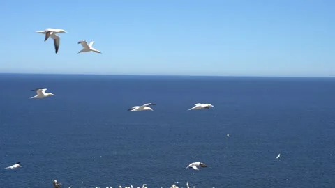 View of gannets flying Stock Footage 143213303