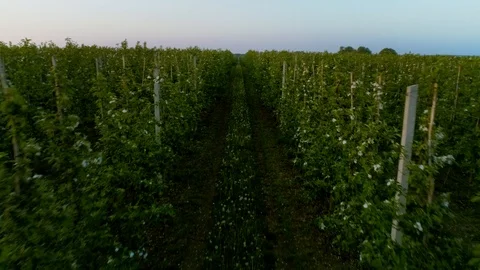 View Of The Garden Of Blooming Fruit Trees. Video stock 100286027