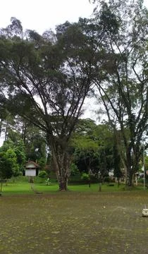 A view in a garden containing large trees Stock Photos