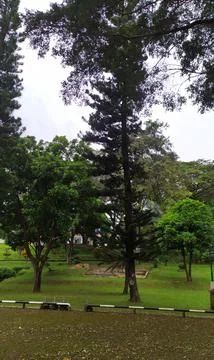 A view in a garden containing large trees Stock Photos