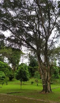A view in a garden containing large trees Stock Photos