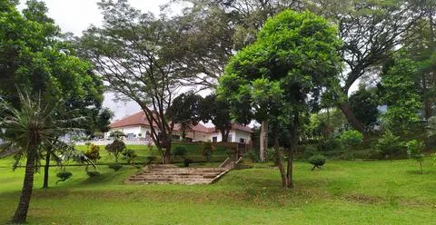 A view in a garden containing large trees Stock Photos