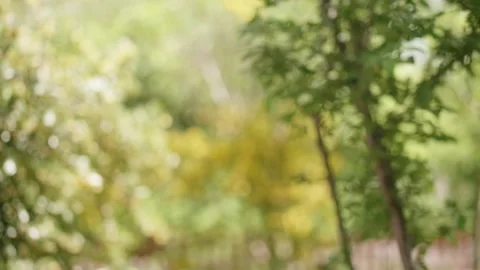 View of the garden with fruit trees out of focus, perfect background. Video stock 195979045
