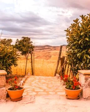 View of the garden going through a passage on the corn field Stock Photos