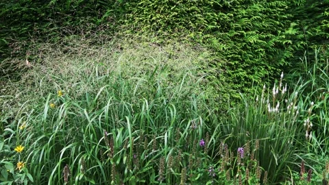 View in the garden in the late summer Vídeos de archivo 140580906