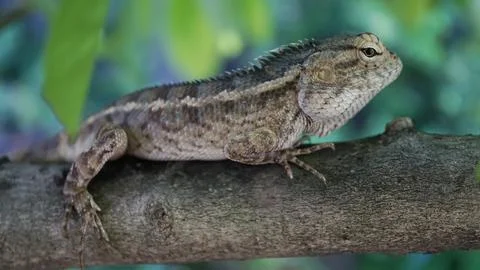 View of garden lizards on tree trunks. Stock Photos