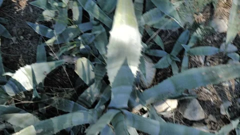 View on a garden patch full of agave Stock Footage 293163728