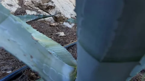 View on a garden patch full of agave Vidéo 293164094