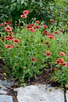 View of the Garden Foto stock