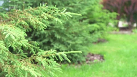 View of the garden plot in the backyard. A branch of a green spruce in close-up Vídeos de archivo 177467017