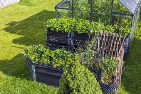 View of garden plot with greenhouse, growing strawberries in pallet collars. 스톡 사진