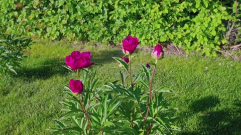 View of garden plot with red peony flowers against green lawn and hedge Stock Footage 201561384