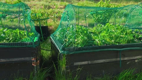 View of garden plot with strawberry cultivation in pallets collar with bird net. Video stock 242285999