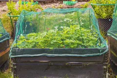 View of garden plot with strawberry cultivation in pallet collar with bird net. Foto stock