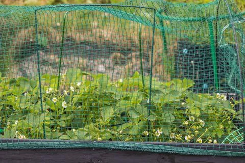 View of garden plot with strawberry cultivation in pallets collar with bird net. Stockfoto's