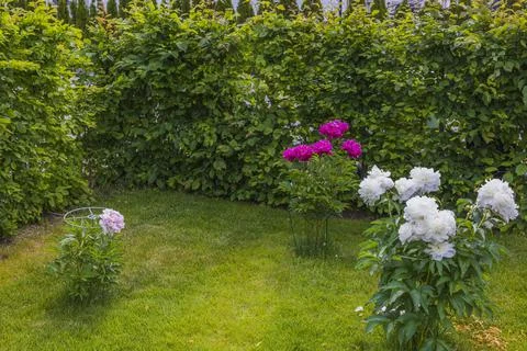 View of garden plot with white and pink peony flowers against green grass. Stock Photos