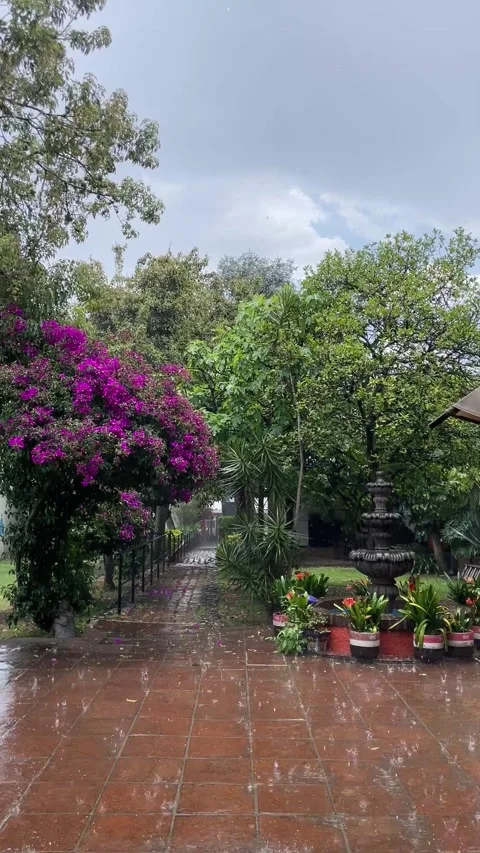 View of the garden in rainy day Stock Footage 332506184