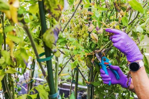 View of gardener pruning diseased leaves from tomato plants with pruning shears. Stock Photos