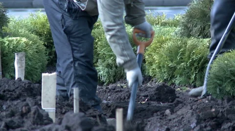 View of gardeners dig over ground Stock Footage 47002381