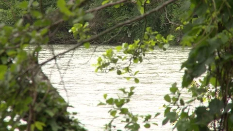 View of Gave de Pau river through trees, birds flying through Stock Footage 86758657