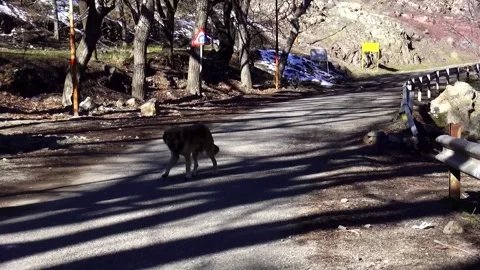 View of a German Shepherd stretching in a leafless forest, stock footage. 스톡 동영상 304818231