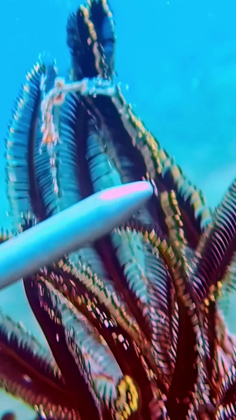 View of a ghost pipefish camouflaged on a crinoid, Indonesia. Stock Footage 339898362