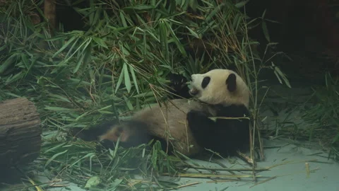 View of giant panda bear eating bamboo shoot in Chengdu zoo Stock Footage 245670466
