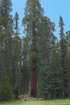 View of giant sequoia tree in Sequoia National Park, California, USA. Stock Photos