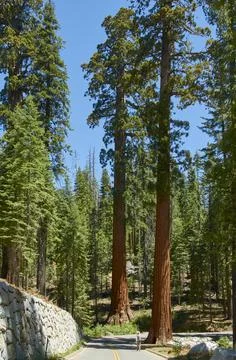 View of giant sequoia trees in Sequoia National Park, California, USA. Stock Photos