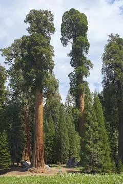 View of giant sequoia trees in Sequoia National Park, California, USA. Stock Photos