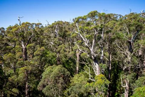 A view of of giant trees from a Tree Top Walk bridge in Valley of the Giants Stock Photos