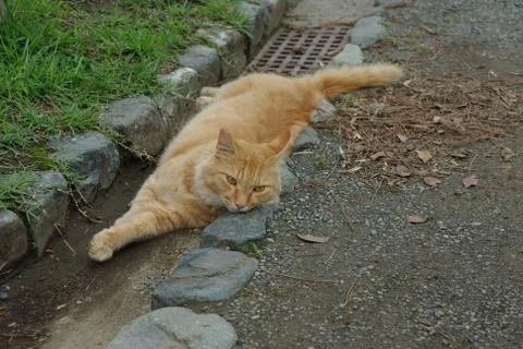 View of a ginger lying cat on the pavement Stock Photos