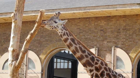 View of a giraffe Stock Footage 62342717
