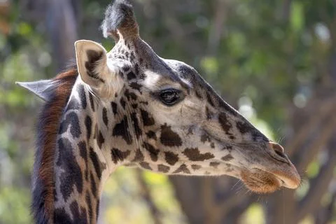 View of a giraffe 库存照片