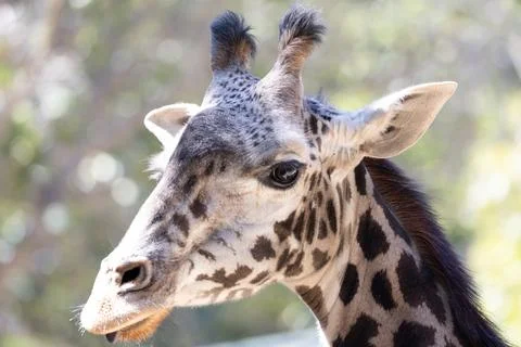 View of a giraffe 库存照片