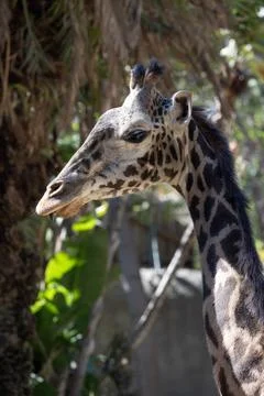 View of a giraffe 库存照片