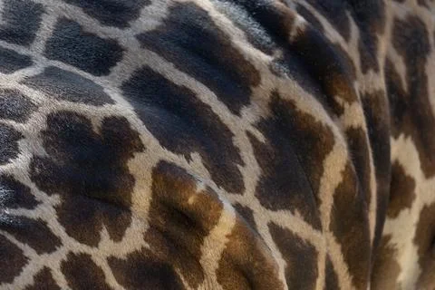 View of a giraffe 库存照片