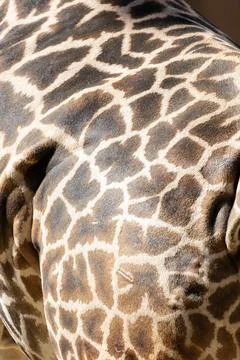 View of a giraffe 库存照片