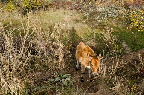 View of glade with deciduous trees, bush and beauty beige calf around Batak dam Stock Photos