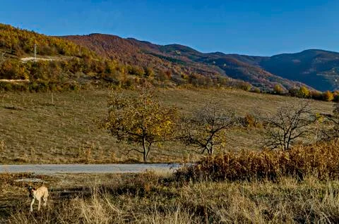 View of glade, hill, forest with deciduous trees and road Stock Photos